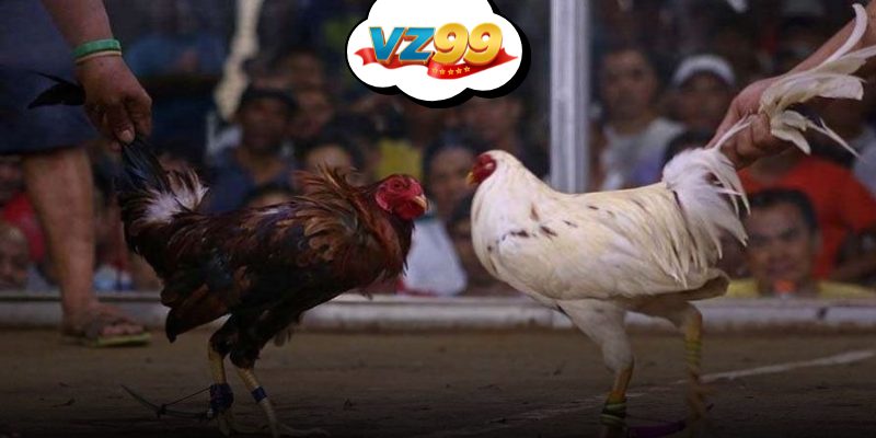 Màn đấu đá gà cựa dao căng thẳng với tỷ lệ thưởng x10 tại VZ99 trực tuyến