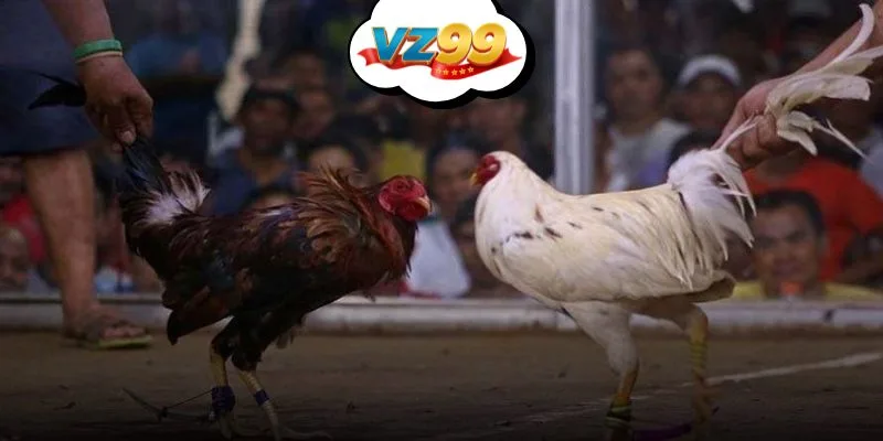Màn đấu đá gà cựa dao căng thẳng với tỷ lệ thưởng x10 tại VZ99 trực tuyến