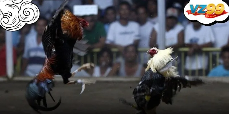 Đá gà trên mạng VZ99 thu hút đông đảo người chơi với không khí sôi động