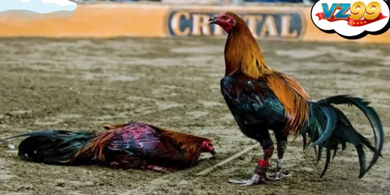 Giao diện đá gà trên mạng VZ99 tích hợp live stream và bảng cược thông minh