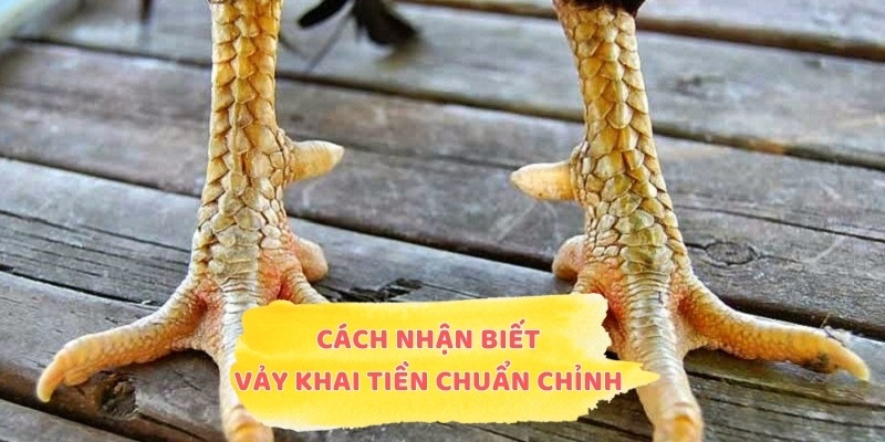 Cách nhận biết vảy Khai Tiền chuẩn chỉnh nhất